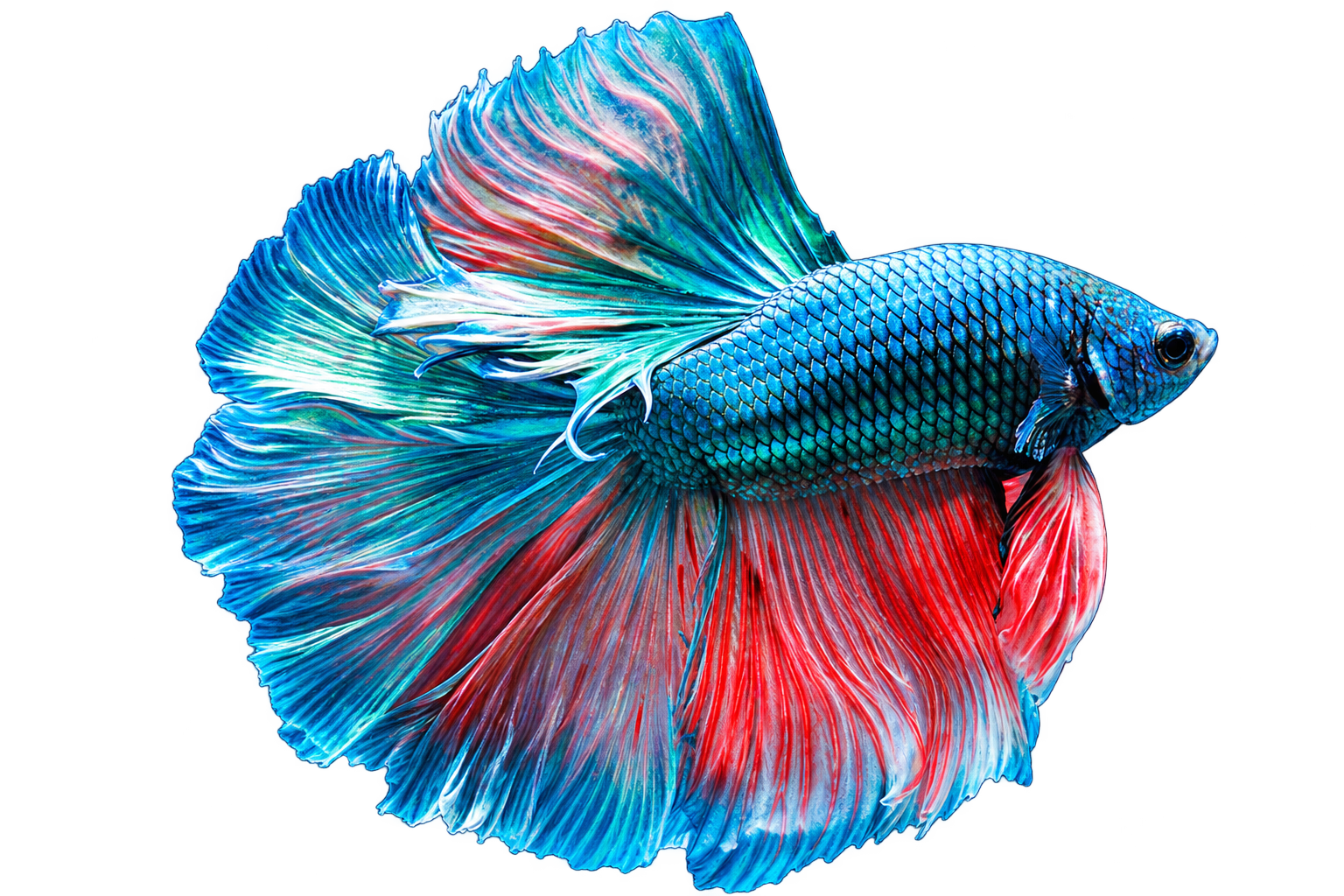 Betta fish from the YUVAN Digital Depth website